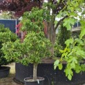 Pyrus c. 'Conference' - 1