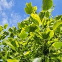 Liriodendron tulipifera 'Aureomarginatum' - 1