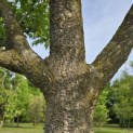 Phellodendron amurense - 2