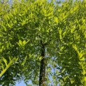 Sophora Japonica 'Pendula' - 1