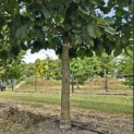 Quercus pontica - 2