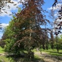 Fagus sylvatica 'Atropunicea' - 2