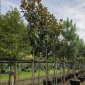 Magnolia grandiflora 'Goliath' - Foto 1