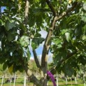 Prunus domestica 'Bleue de Belgique' - Foto 3