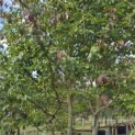 Parrotia persica - 4