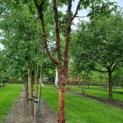 Acer griseum - 1