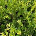 Ilex crenata 'Green Hedge' - impressie zomerblad