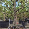Pyrus c. 'Conference' - 1