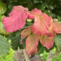 Parrotia persica - Foto 2