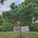 Pinus sylvestris - Foto 2