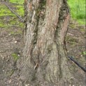 Metasequoia glyptostroboides - 2