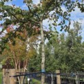 Parrotia persica - Foto 4