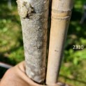 Aesculus pavia 'Atrosanguinea' - 2