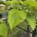 Catalpa bignonioïdes 'Aurea' - Foto 3