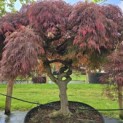 Acer palmatum 'Dragon Fire' - Foto 1