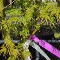 Acer palmatum 'Seiryu' - Foto 6