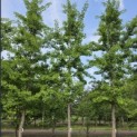 Ginkgo biloba - 1