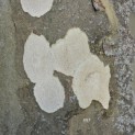 Platanus x hispanica - 1