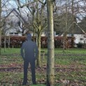 Platanus x hispanica - 2