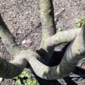 Parrotia persica - 1