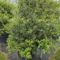 Osmanthus x Burkwoodii - 3