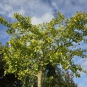Ginkgo biloba 'Horizontalis' - Foto 3