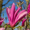 Magnolia 'Susan' - Foto 1