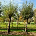 Salix Alba - Afbeelding 1443