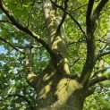 Fagus sylvatica - juni 2026