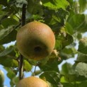 Malus domestica 'Rode Boskoop' - Foto 4