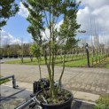 Ilex crenata 'Green Hedge' - 1