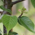 Prunus serrula - 3