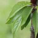 Prunus serrula - 4