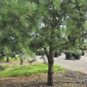 Pinus sylvestris - 3