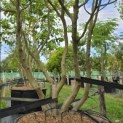 Parrotia persica - Foto 1