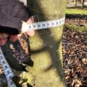 Carpinus betulus - 8