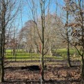 Carpinus betulus - 6
