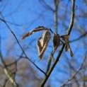 Carpinus betulus - 7