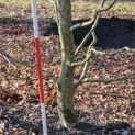 Carpinus betulus - 9