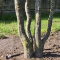 Carpinus Betulus - 2