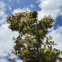 Acer palmatum 'Musashino' - Foto 1