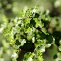 Nothofagus Antarctica - 2