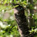 Nothofagus Antarctica - 1
