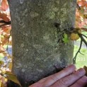 Fagus sylvatica 'Atropunicea' - 2