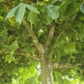 Platanus hispanica - 1