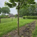 Prunus avium 'Kordia' - 2