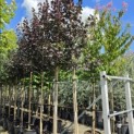 Acer platanoides 'Royal Red' - Foto 2