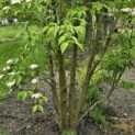 Cornus kousa 'Stellar Pink' - 1