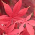 Acer palmatum 'Osakazuki' - Foto 1