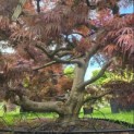 Acer palmatum 'Inaba Shidare' - Foto 4